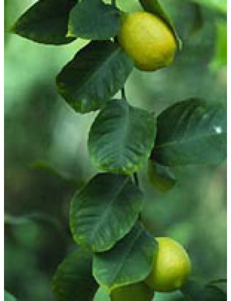 MSA CITRUS LIMONUM 50ML