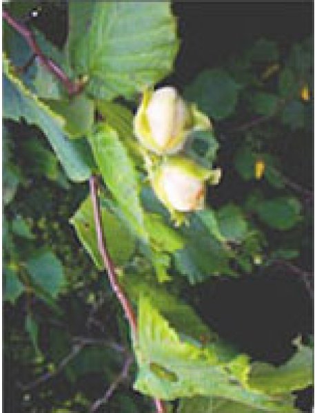 MSA CORYLUS AVELLANA 50ML