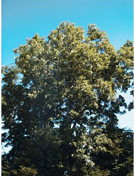MSA FRAXINUS EXCELSIOR 50 ML