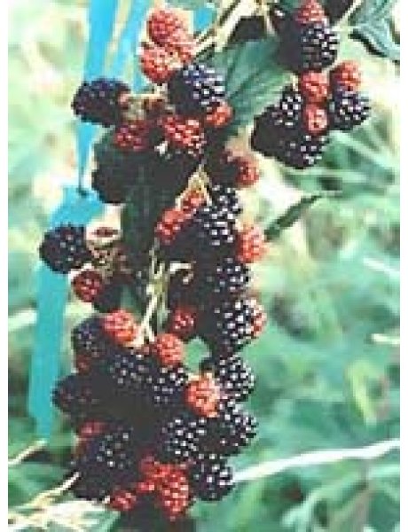 MSA RUBUS FRUCTICOSU 50ML