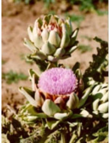 TSA CYNARA SCOLYMUS 50ML