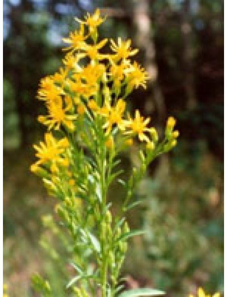 TSA SOLIDAGO VIRGAUREA 50ML